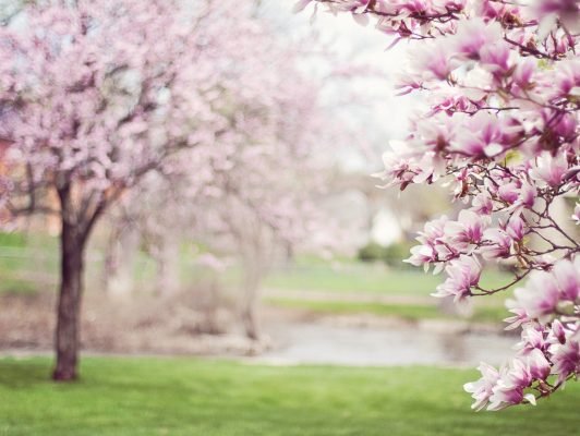 Photo d'arbres magnolia