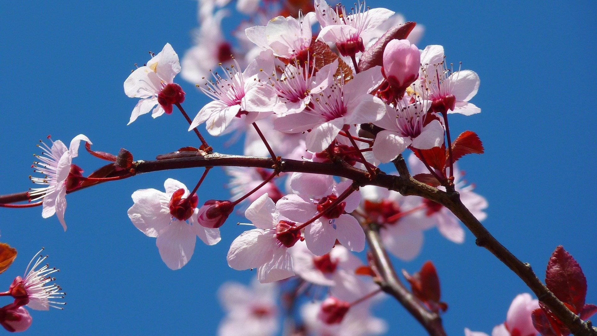 FUNECAP-GROUPE-Ceriser-japonais-en-fleurs