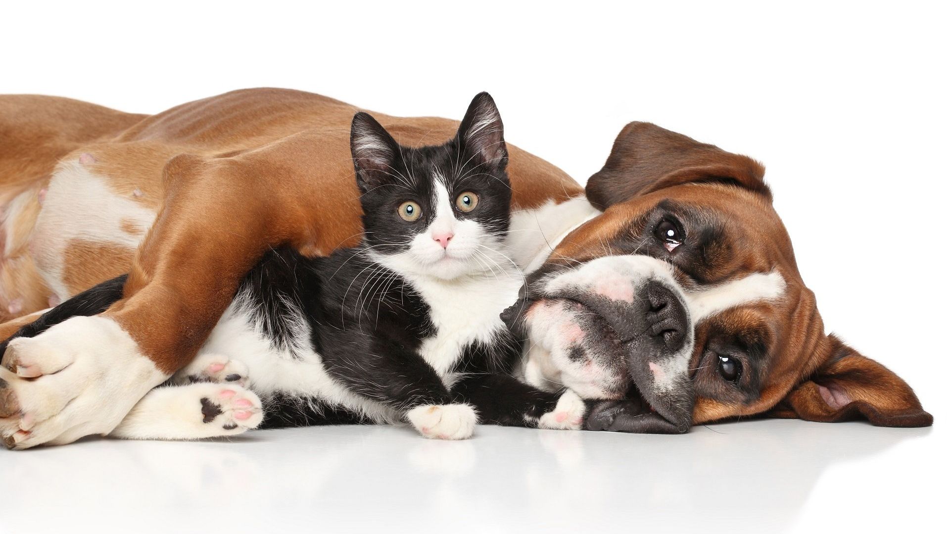 FUNECAP-GROUPE-Crematoriums-pour-animaux