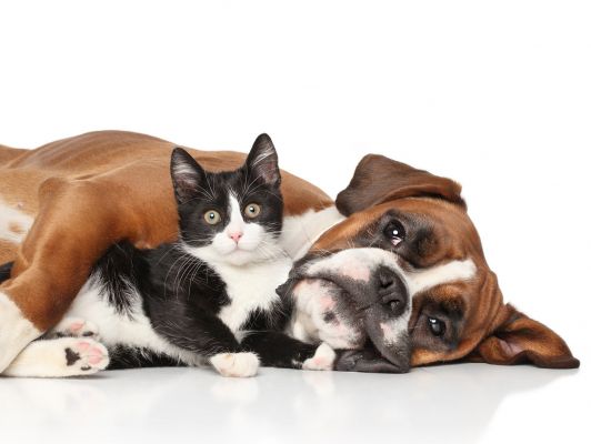 FUNECAP-GROUPE-Crematoriums-pour-animaux