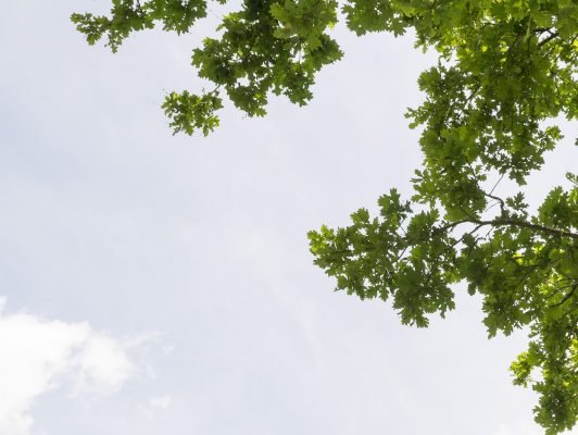 FUNECAP-GROUPE-Ciel-et-arbre