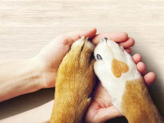 Anima-Care-Pattes-animales