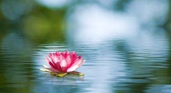 Nenuphar-©cooperr007