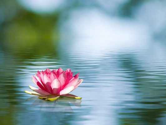 Nenuphar-©cooperr007